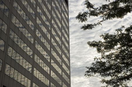 Urban scene at dawn - weathered skyscraper, silhouette of tree branches, high clouds