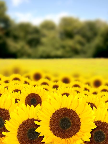 beautiful sunflowers in a sunny day with a beautiful blue sky in the background