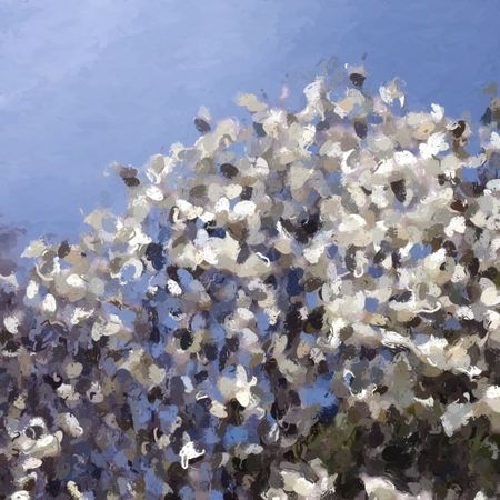 Painterly abstract of a magnolia tree blossoming in northern Illinois, USA, in spring