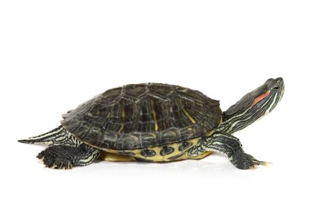 cute turtle over white background