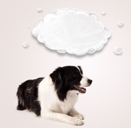 Cute black and white border collie with empty cloud above her head