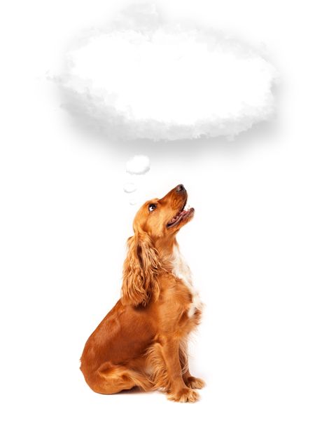 Cute brown cocker spaniel with empty cloud bubble above her head