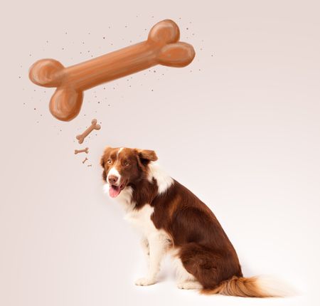 Cute brown and white border collie sitting and dreaming about a bone above his head
