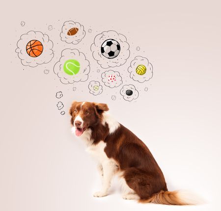 Cute brown and white border collie thinking about balls in a thought bubbles above his head