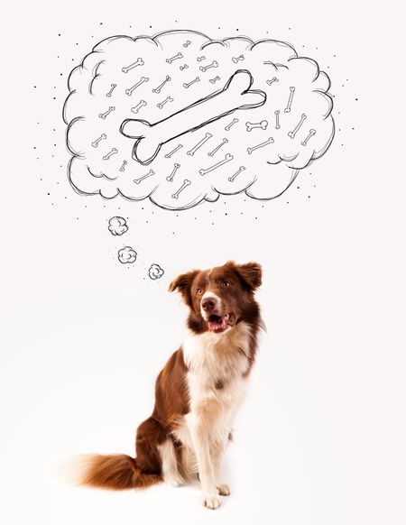 Cute brown and white border collie sitting and dreaming about a bone in a thought bubble