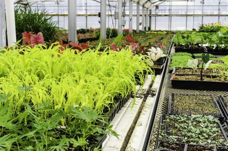 Horticulture at a glance: Plants flourish in the controlled environment of a large greenhouse in spring, northern Illinois, USA