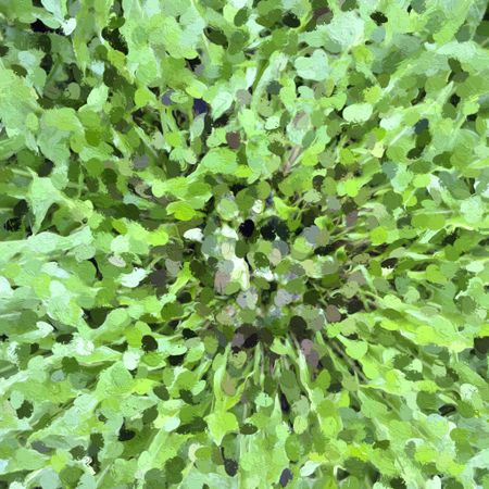 Impressionist abstract of growth in spring: Unidentified weed with central cluster of buds and radial green leaves, created with iPhone photo and rendered with Glaze app