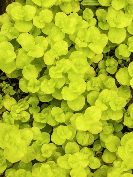 Golden moneywort (binomial name: Lysimachia nummularia "Aurea"), also known as creeping Jenny, a perennial accent plant in spring garden, with rain drops