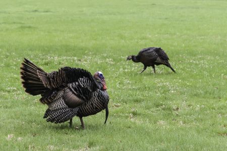 Adult male (foreground) and female (background) wild turkeys (binomial name: Meleagris gallopavo) crossing a grassy area in opposite directions, Warrenville, Illinois, in spring (foreground focus)