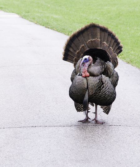 Adult male turkey (binomial name: Meleagris gallopavo), probably wild but somewhat domesticated, standing on paved path in St. James Farm Forest Preserve, Warrenville, Illinois, USA, in spring