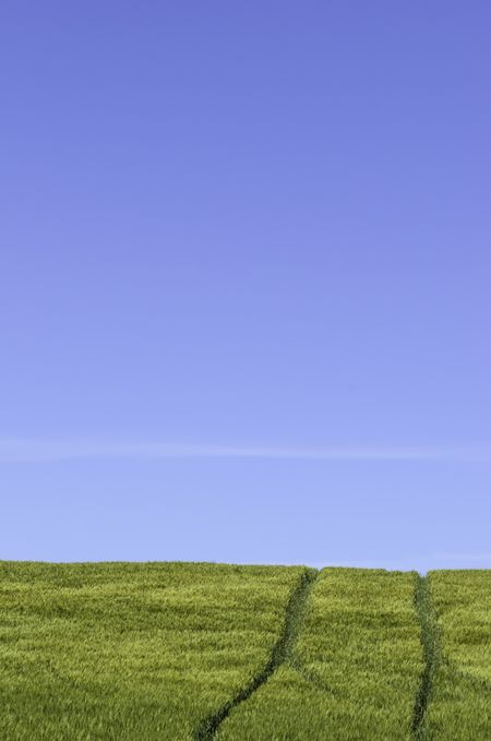 Pair of tire tracks in wheat field under blue sky with fading contrail in western Washington, USA
