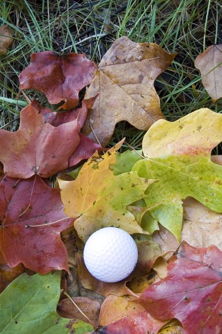 Golf ball among maple leaves in the rough