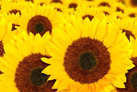 beautiful sunflowers in a sunny day with a beautiful blue sky in the background