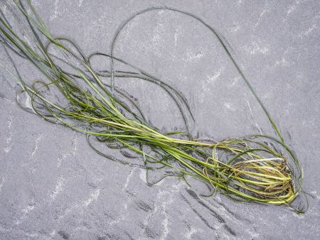Symbol of ecology: Seagrass (binomial name: Zostera marina; also known as seawrack and common eelgrass), green and wet, from Pacific Ocean, on sandy beach in state of Washington