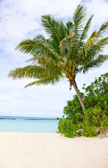 beautful beach in a tropical paradise with a palmtree on the right
