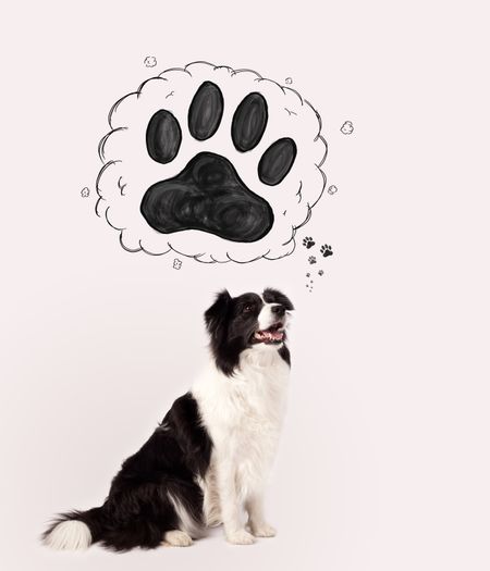 Cute black and white border collie thinking about a paw in a thought bubble above her head