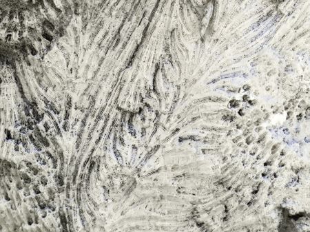 Closeup of coral fossils on a large rock in the Florida Keys