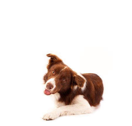 Cute brown and white border collie with empty space
