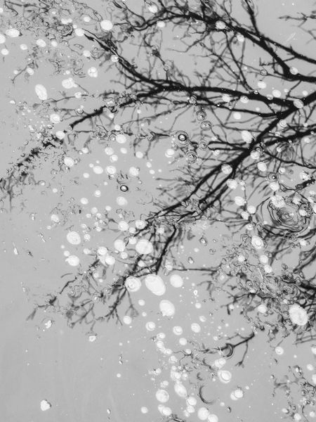 Winter at a glance: Illustration of bare tree reflected by icy surface of stream with frozen bubbles, in black and white
