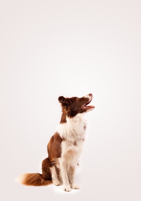 Cute brown and white border collie with empty space