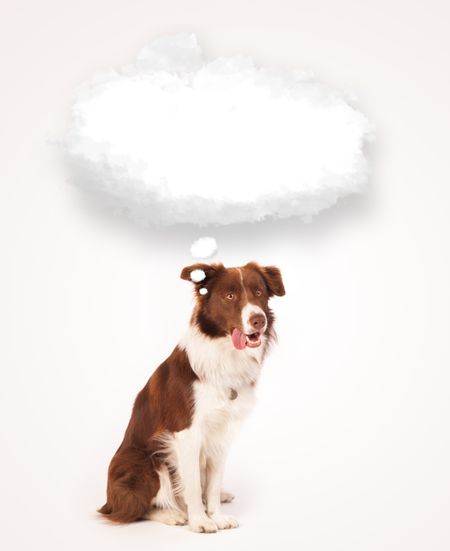 Cute brown and white border collie with empty cloud above his head