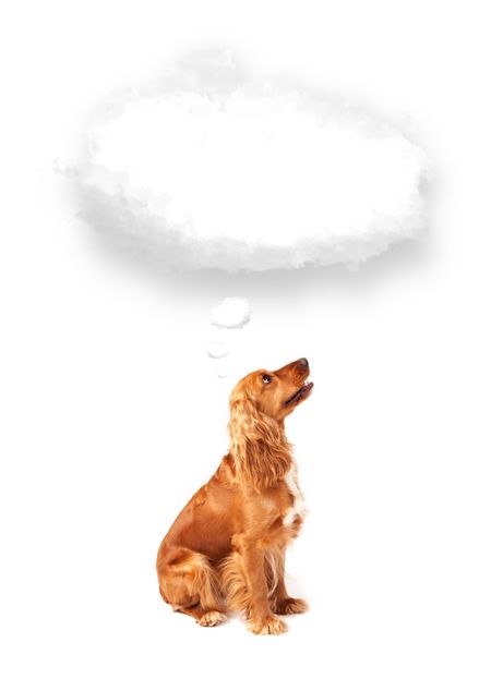 Cute brown cocker spaniel with empty cloud bubble above her head