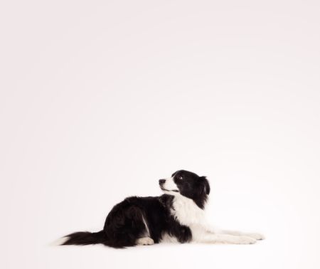 Cute black and white border collie with empty space