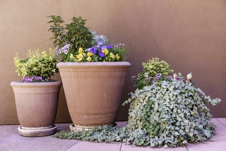 Arrangement of desert flowers in three pots, one with overflowing creeper, by exterior wall approximately the same color as the holders