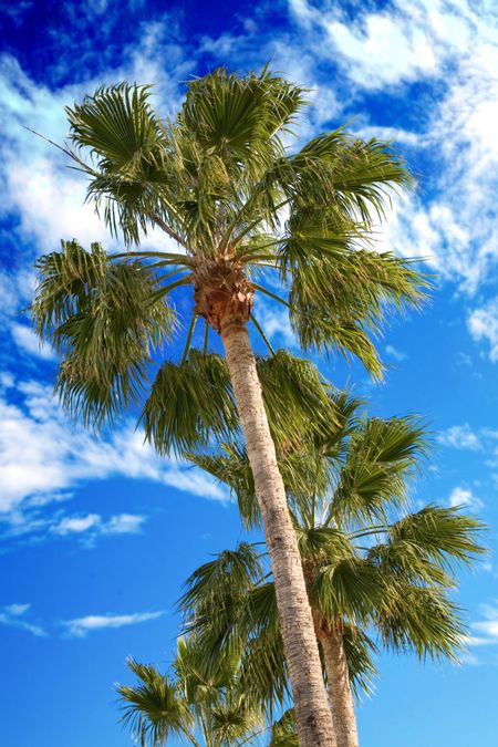row of palm trees in front a blue sky on a sunny day