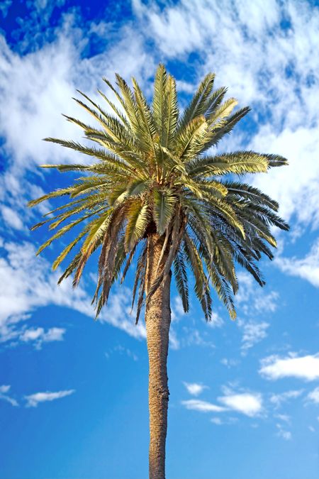 Beautiful palm tree over a blue sky