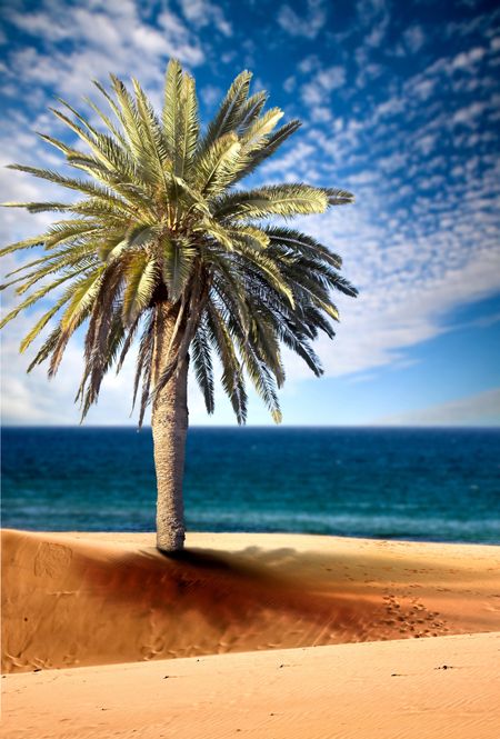 beautiful beach view with palm tree on a sunny day - focus is on sand in the foreground