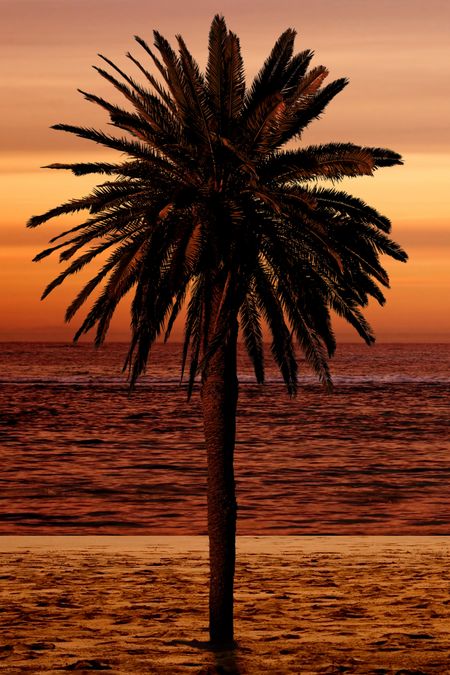 beautiful palm tree at the beach during sunset