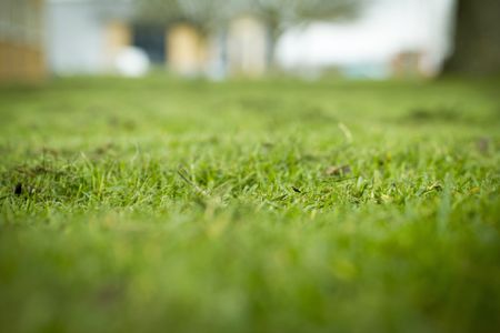 Freshly cut grass detail