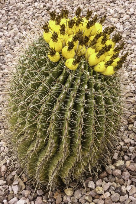 Fishhook barrel cactus (binomial name: Ferocactus wislizeni), native to northern Mexico and the southwestern United States, with yellow fruit on top, surrounded by stones in Arizona garden