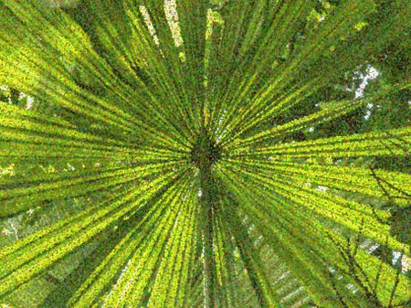 Pointillist abstract of radial palm leaves for themes of origin and symmetry in nature