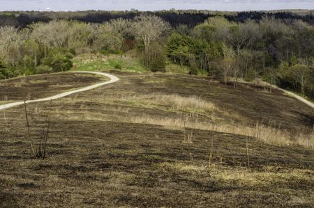 Charred hillside after a controlled burn in spring, with new growth beginning, in a forest preserve in northern Illinois, USA