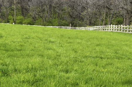 Part of grassy paddock, with woods beyond fence, at public equestrian center, northern Illinois in spring (foreground focus)