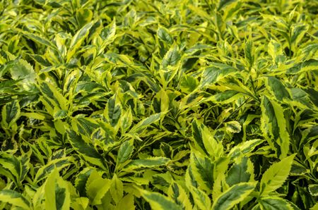 Unidentified hybrid of duranta, an ornamental plant in the verbena family, growing abundantly in greenhouse before transplantation in garden or golf course, spring in northern Illinois