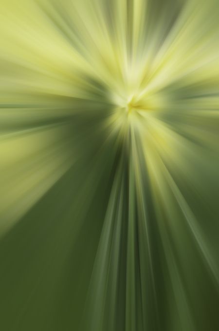 Radiance of spring: Radial blur of daffodils, for themes of origin and energy
