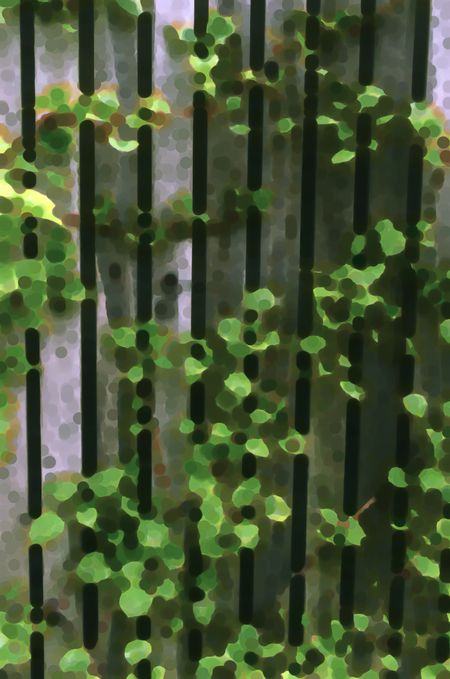 Abstract of climbing hydrangea on wooden fence in garden, with predominance of green, for themes of spring, gardening, impressionism