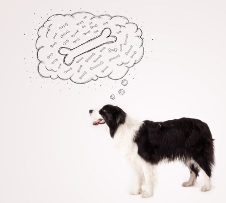 Cute black and white border collie dreaming about a bone in a thought bubble