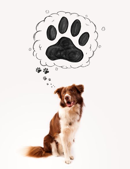 Cute brown and white border collie thinking about a paw in a thought bubble above his head