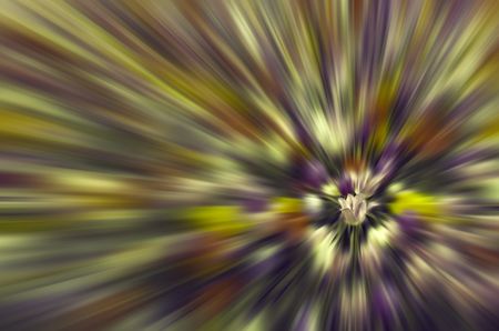 Multicolored radial blur of flower bed with focus on one tulip, for themes of uniqueness, 
floriculture, individuality or state of mind