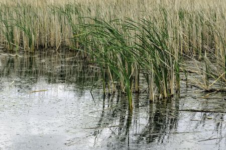 Freshwater marsh reeds bending in a breeze, for wetland and other environmental themes such as flood control, wildlife habitat and biologic diversity