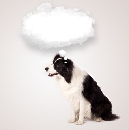 Cute black and white border collie with empty cloud bubble above her head