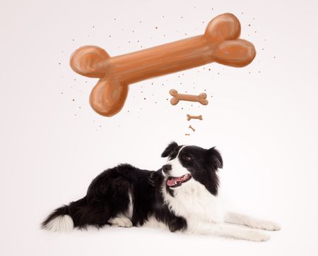 Cute black and white border collie lying and dreaming about a bone above her head