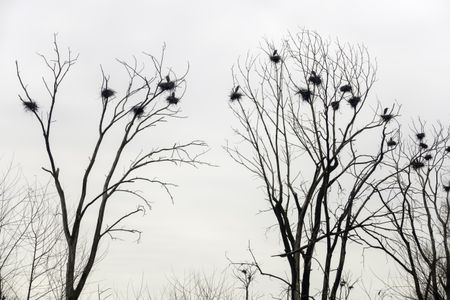 Example of synchronized behavior in breeding birds: Rookery of great blue herons (binomial name: Ardea herodias) and their nests in bare trees on overcast day early in spring, northern Illinois, USA