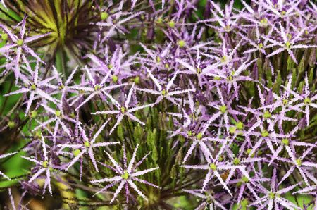 Crystallized abstract of Star of Persia onion (binomial name: Allium christophii), an ornamental garden plant, for decoration and background with motifs of nature, spring, horticulture