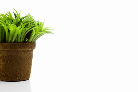 small pot of green grass on white background.