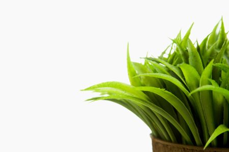 close up of green grass coming out of small pot.